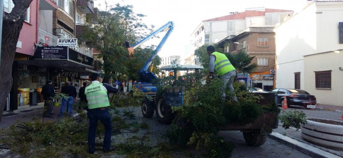 Edremit’te Ağaçlar Budanıyor