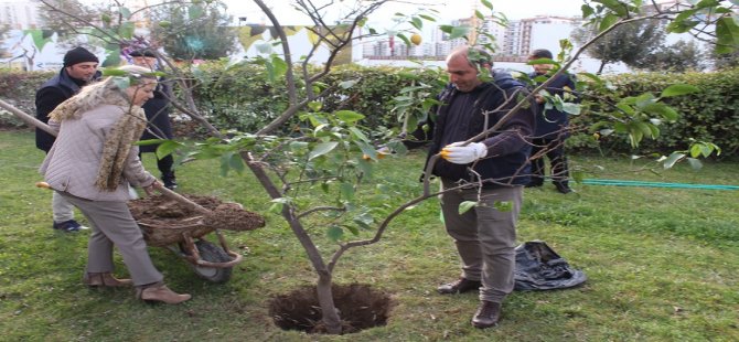 Giritli’lerin Limon Ağacı Sevdası