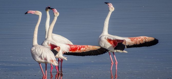 Yüzlerce İzmirli Gediz Deltası’nda Flamingoların Dansını İzledi