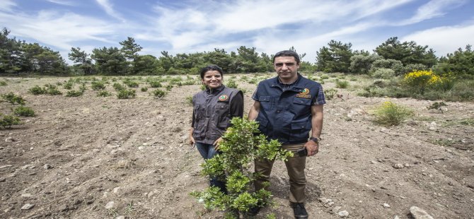 Çeşme’de;  4 Yılda 30 Bin Sakız Fidanı Toprakla Buluştu