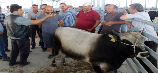 Yeni Pazar Yerinde Üreticinin Yüzü Gülüyor