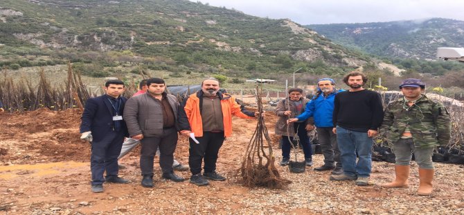 Muğla’da 31 Bin 705 Adet Fidan Dağıtılıyor