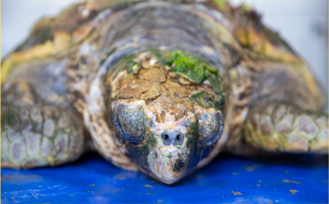 Körfez’deki yaralı Caretta caretta kurtarıldı