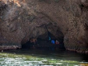 Foça Fokları Gözlem Altına Alındı