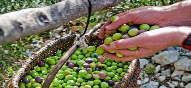 Akhisar Zeytin Buluşmasına Hazır