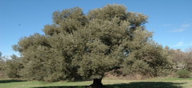 Karayolları’ndan ‘Zeytin Ağaçlarını Kesin’ Çağrısı