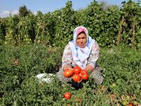 Yamanlar Domatesi tezgahlara dönüyor