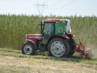 Aliağa'da İzinli Kenevir Hasadı Gerçekleştirildi