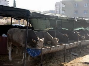 Aliağa’da Kurban Pazarı Kuruldu